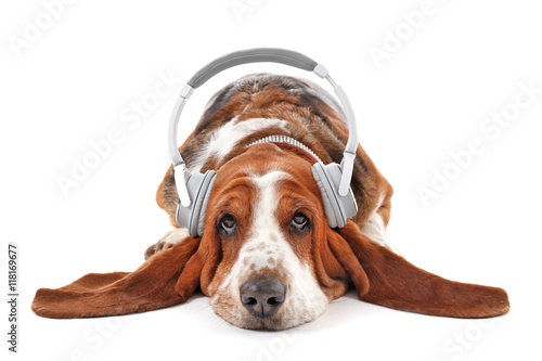 Basset hound dog in headphones on white background