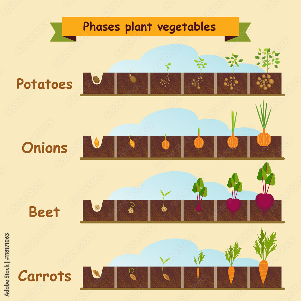 Onions, carrots, potatoes, beets, the growth cycle of plants. Ve Stock