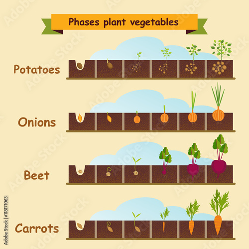 Onions, carrots, potatoes, beets, the growth cycle of plants. Ve