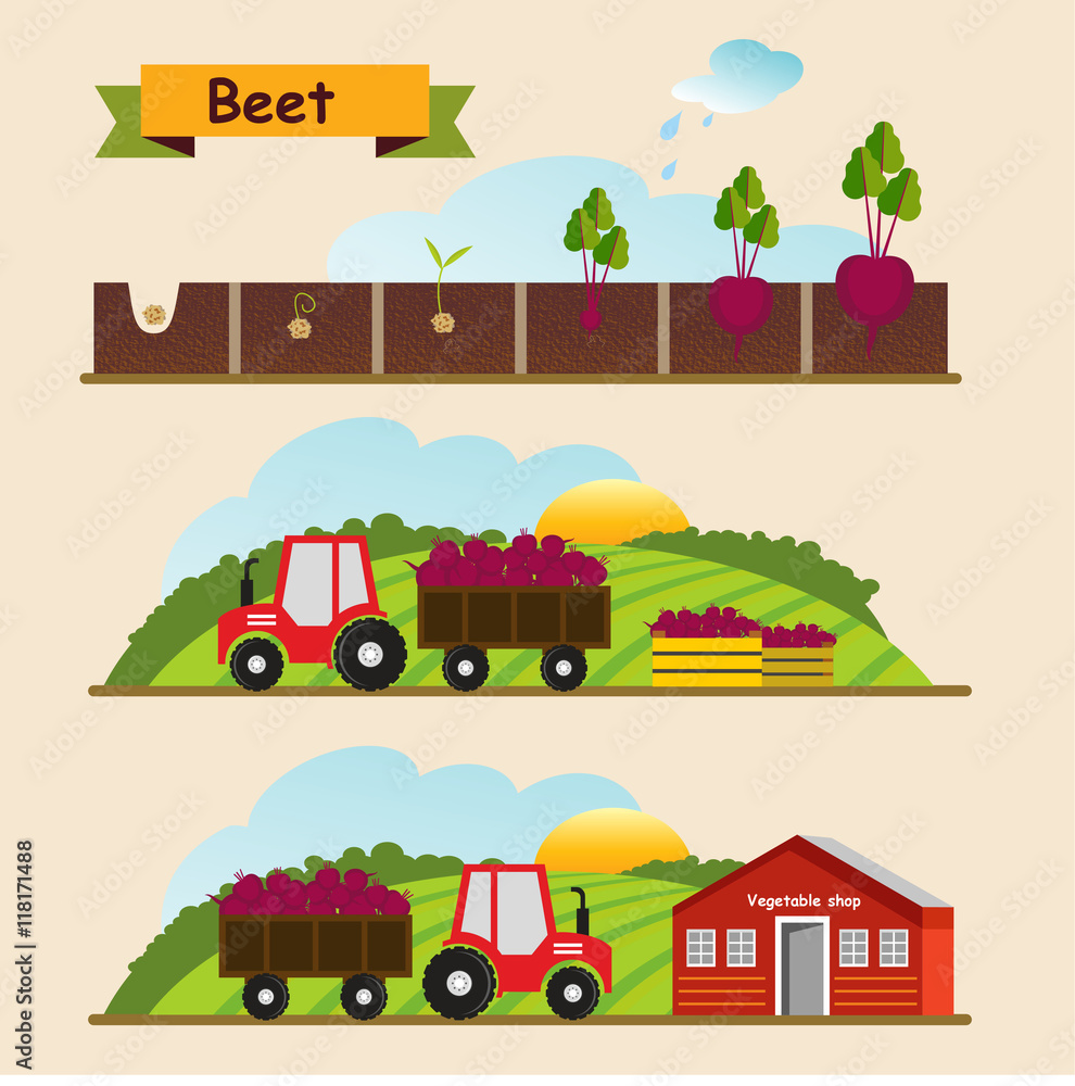 Beet, the growth cycle of plants. Collection and delivery of the