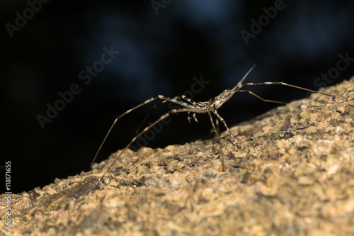 This is a photo of a spider, was taken in XiaMen botanical garden, China.