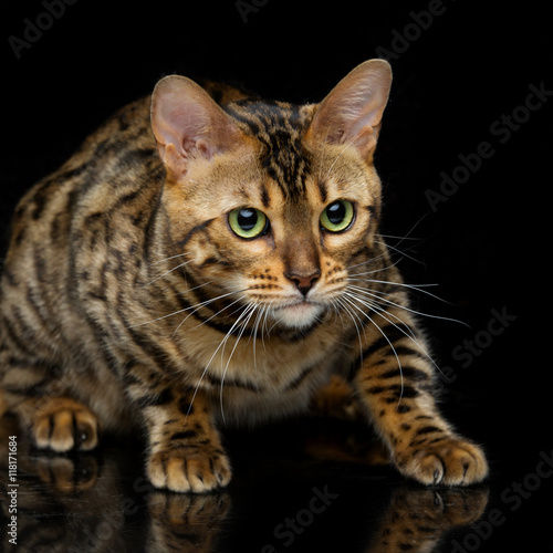 Beautiful bengal cat