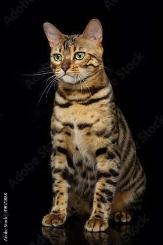 Beautiful bengal cat