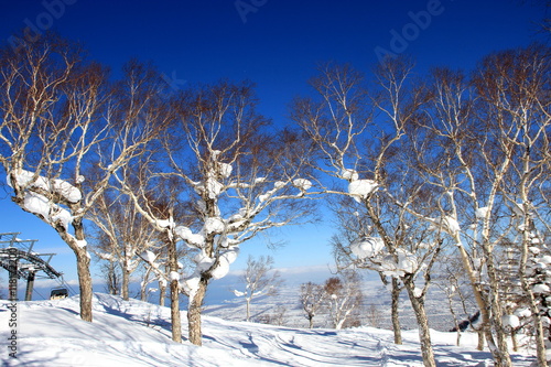 Tableau sur toile winter  through the beautiful birch grove