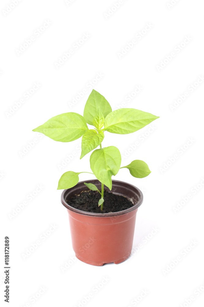 Bhut jolokia chili pepper Bhut jolokia chili pepper