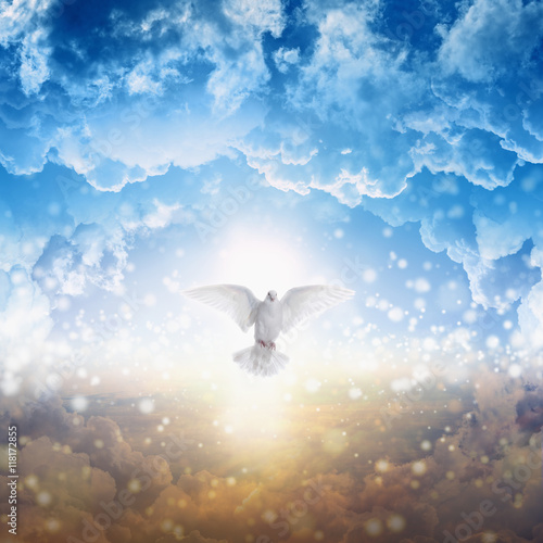 Photographie White dove descends from heaven