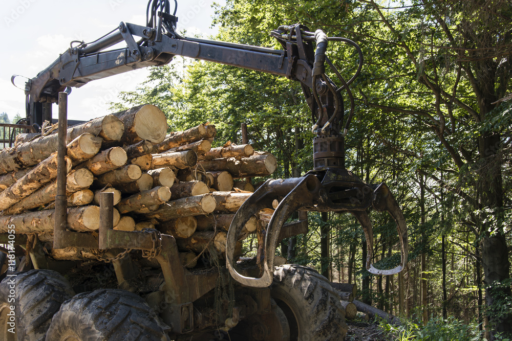 Loader wood in the forest with the tribes. Loader wood in the forest with the tribes.