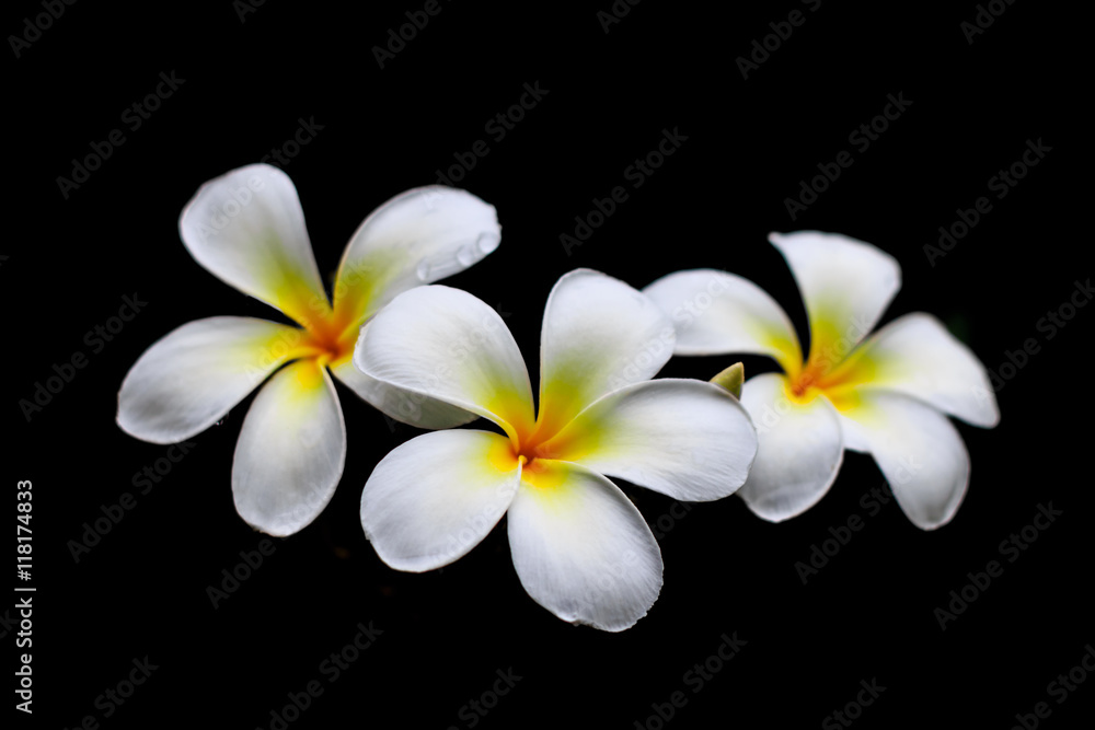 White flowers after the rain, refreshing and beautiful.