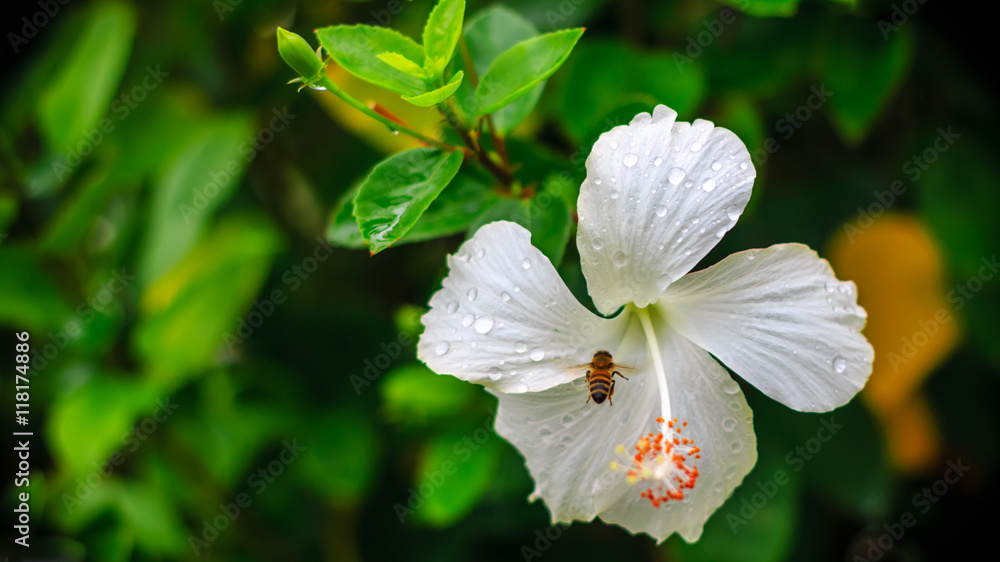 White flowers after the rain, refreshing and beautiful.