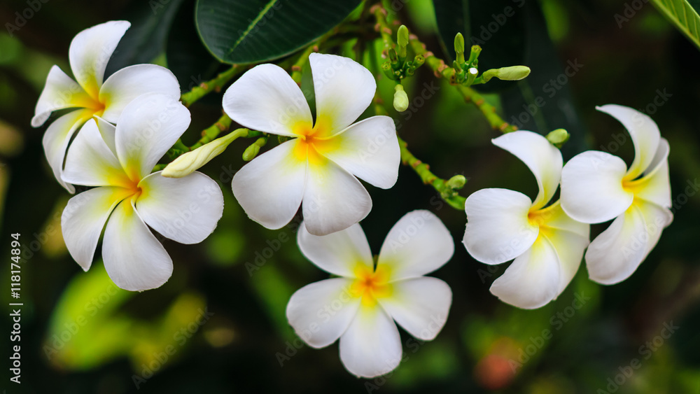 White flowers after the rain, refreshing and beautiful.