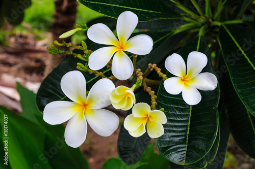 White flowers after the rain, refreshing and beautiful.