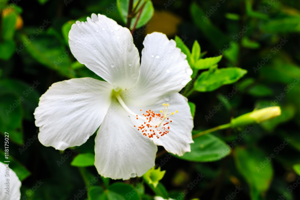 White flowers after the rain, refreshing and beautiful.