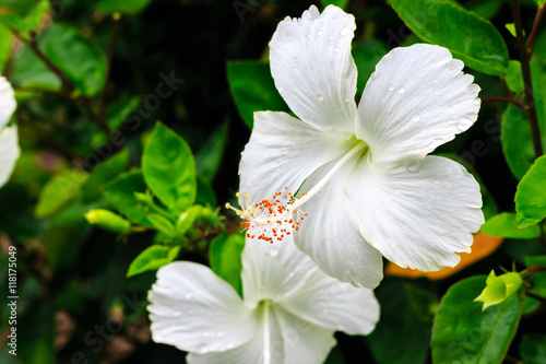 Obraz na płótnie White flowers after the rain, refreshing and beautiful. w salonie