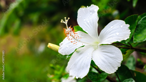 Obraz na płótnie White flowers after the rain, refreshing and beautiful. w salonie