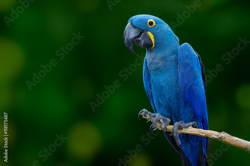 blue macaw photo