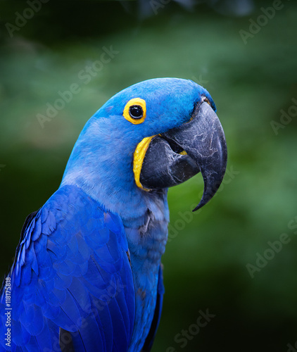 blue macaw © jdross75