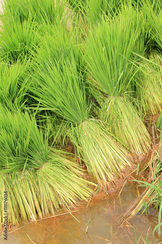 Seedlings of rice in rice fields