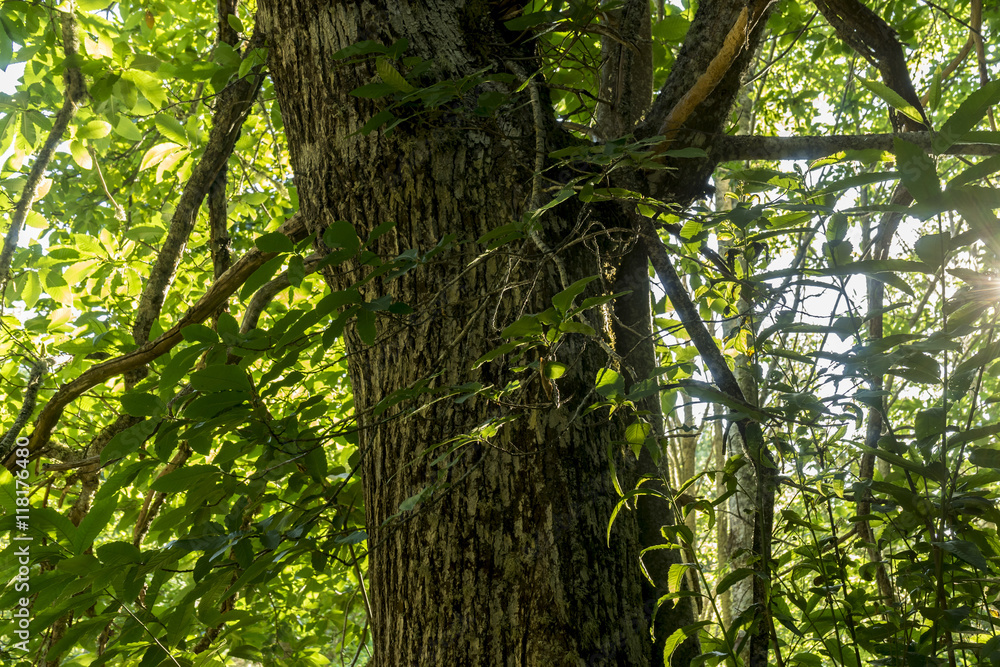 Fototapeta premium old and ancient chestnut forest in the province of Zamora, Spain