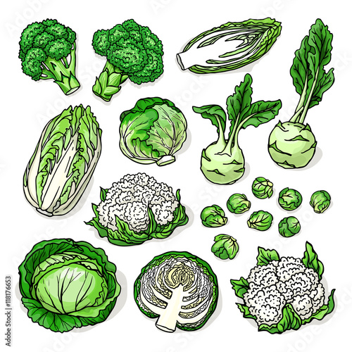 Sketch of healthy fresh vegetables with cabbage, broccoli, cauliflower, brussels sprouts, kohlrabi, isolated on white background