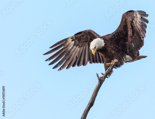 Bald Eagle Landing on a Tree Limb