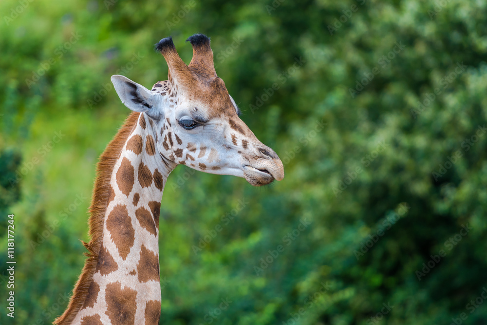 Giraffen in Nahaufnahmen und von Kopf bis Hals Giraffen in Nahaufnahmen und von Kopf bis Hals