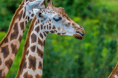 Giraffen in Nahaufnahmen und von Kopf bis Hals 