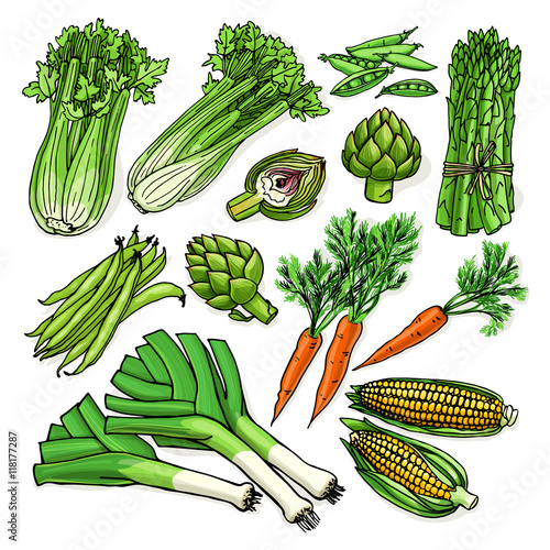 Vector illustration with assorted raw organic vegetables