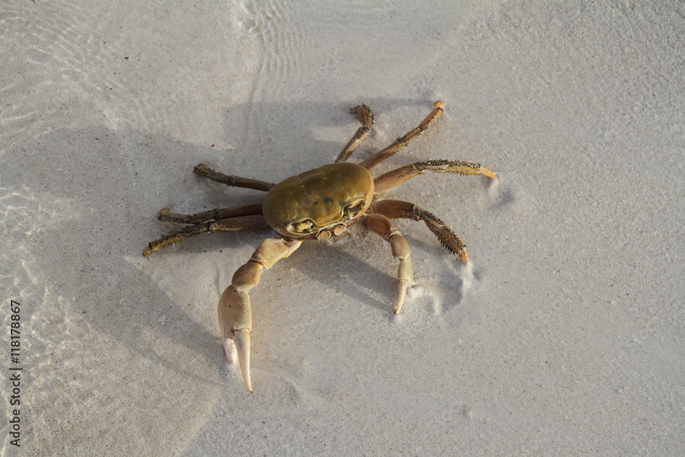 Crab