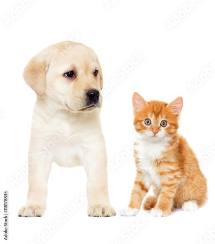 kitten and labrador puppy on a white background isolated