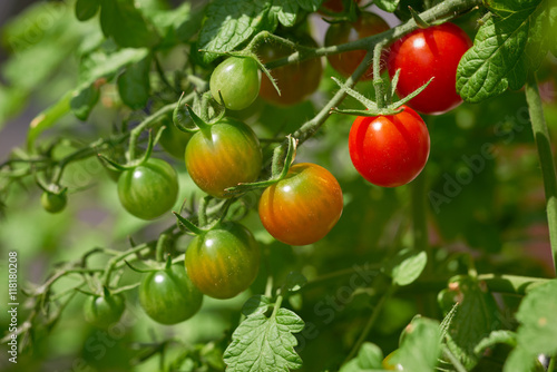Reifende Kirschtomaten Rispe am Strauch