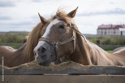 Лошадь   © baronred