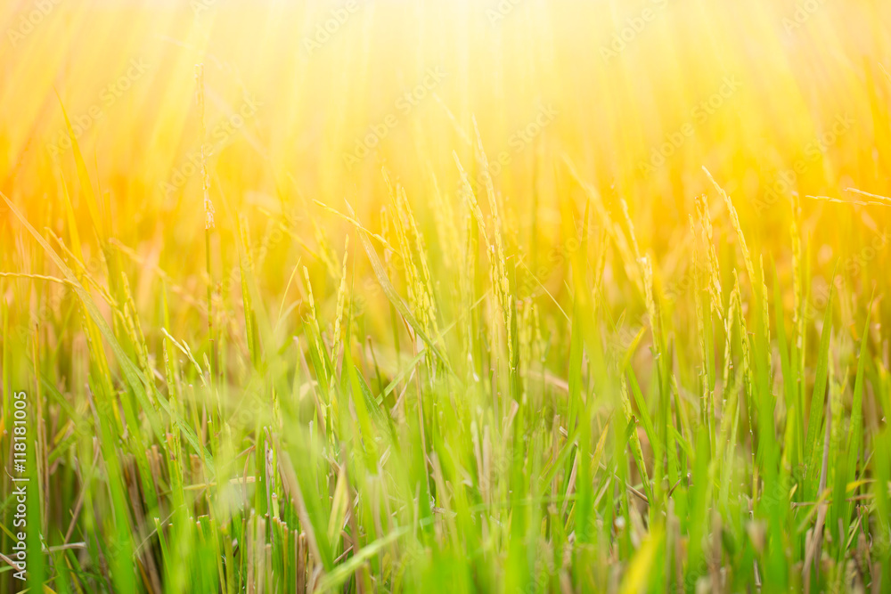 green rice field in Thailand with golden sun shine. green rice field in Thailand with golden sun shine.