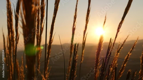 Sonnenuntergang vor Korn