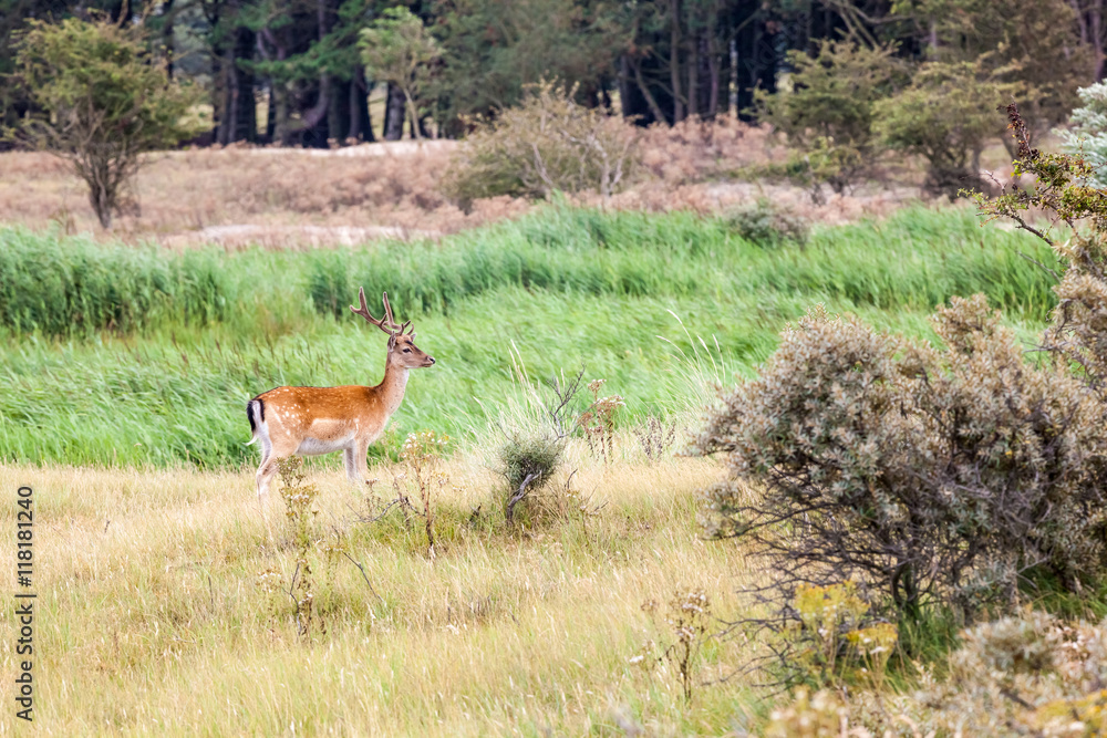 Fototapeta premium Fallow deer in nature