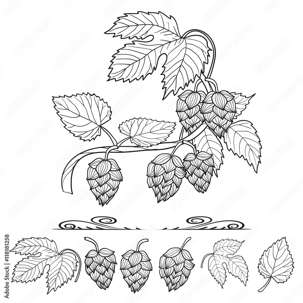 Naklejka Hops set. Collection of hop decorative elements, leaves and cones, for your design. Sketch vector illustration.
