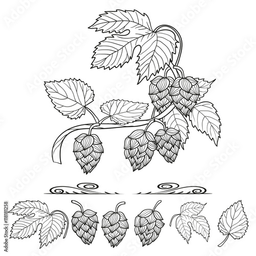 Hops set. Collection of hop decorative elements, leaves and cones, for your design. Sketch vector illustration. 