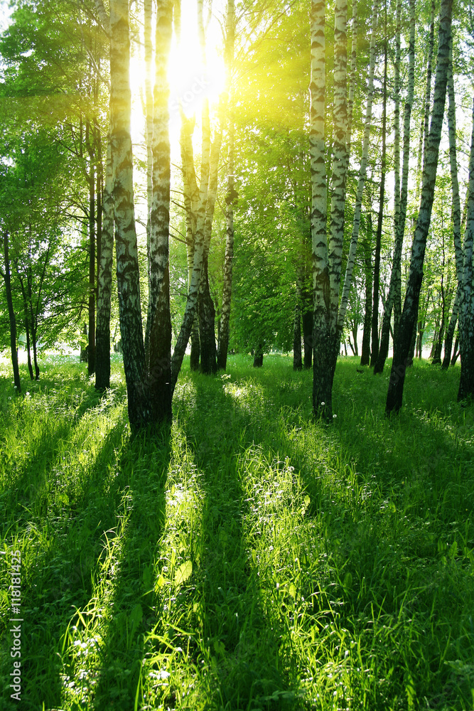 Naklejka premium birch trees and sun
