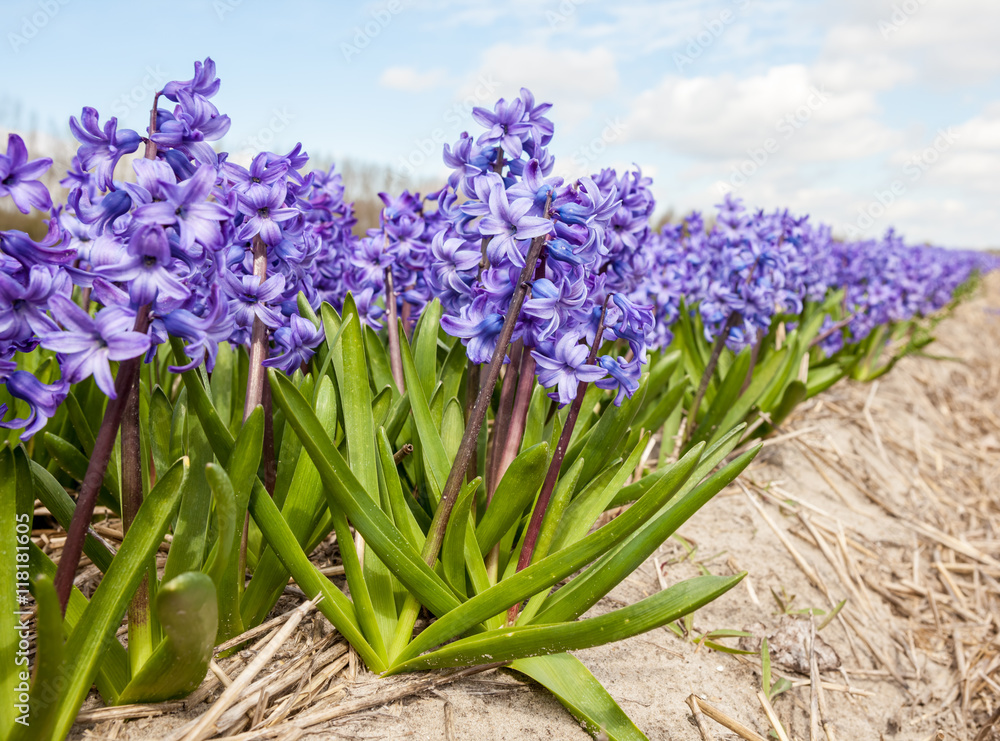 Fototapeta premium hyacinths from Amsterdam