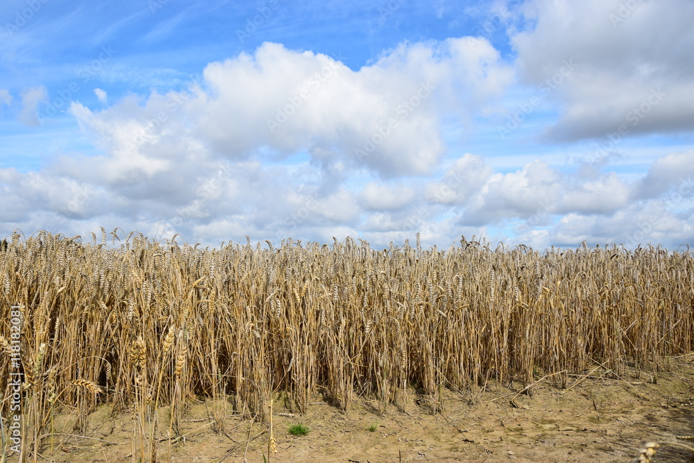 Erntereifes Weizenfeld Erntereifes Weizenfeld
