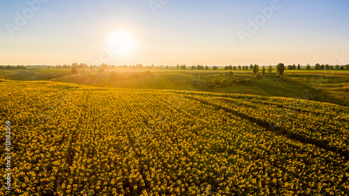 Field with blooming sunflowers on a background of sunset. Aerial view. From above. Outdoor. © LALSSTOCK