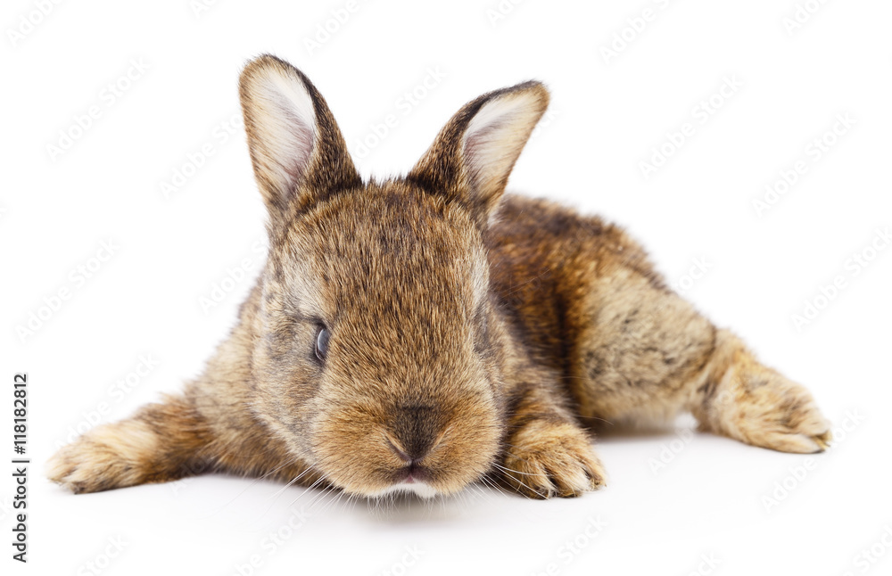 Obraz premium Brown bunny rabbit.