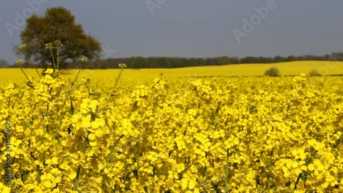 Rapsfeld