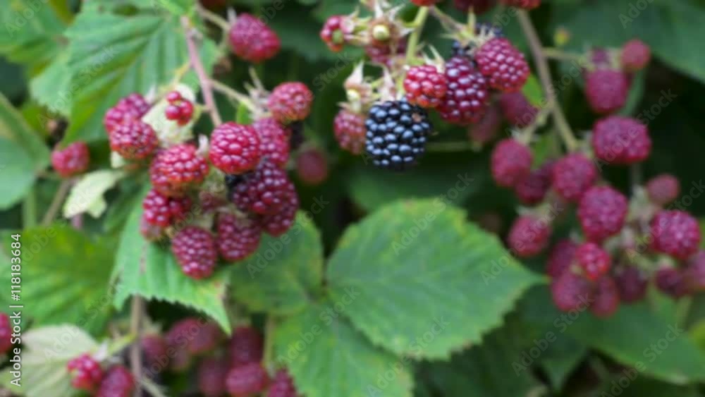 Blackberry bush closeup detail bunch fruit berry black red leaf Blackberry bush closeup detail bunch fruit berry black red leaf