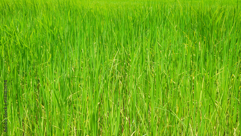 paddy rice field paddy rice field