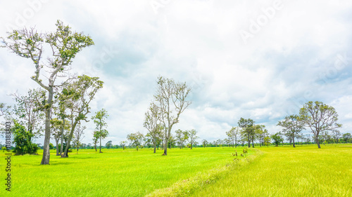 big trees on rice green field and sky with clouds