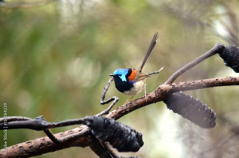 Φωτογραφία Australian male variegated fairy wren (Malurus lamberti) perched on a Banksia tree branch in the Australian bush, Royal national Park, Sydney