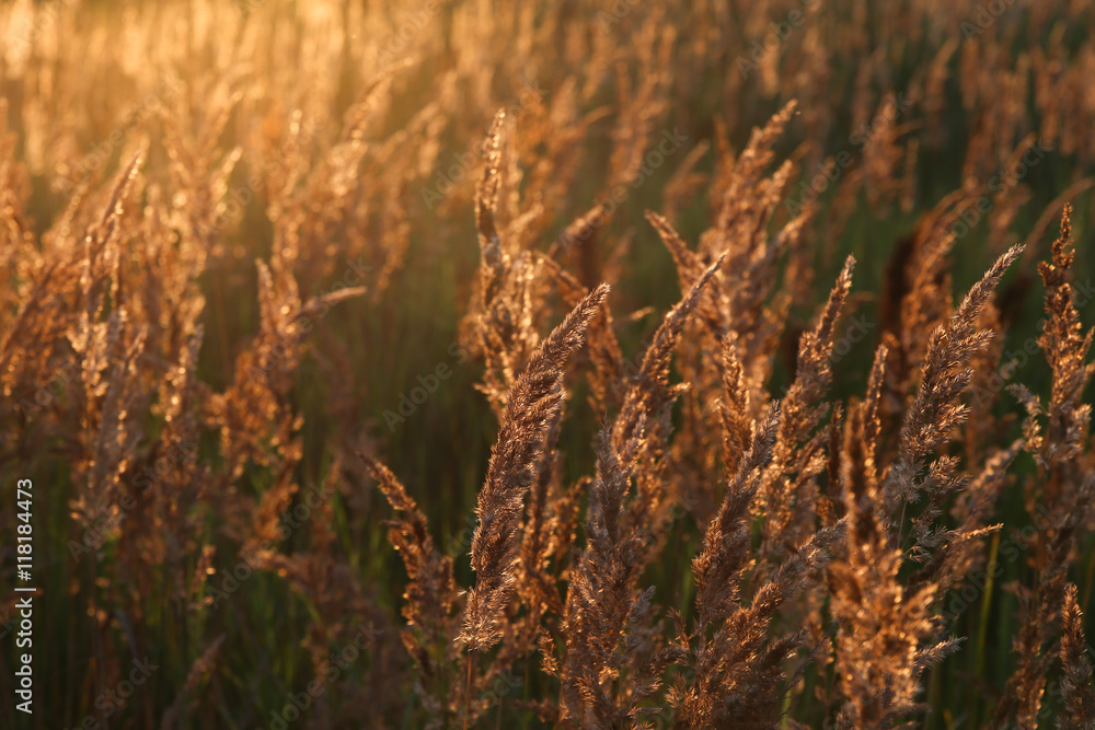 Obraz premium Sunset and field of yellow grass. Golden light