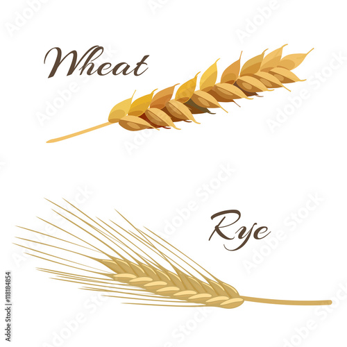 wheat and rye ears