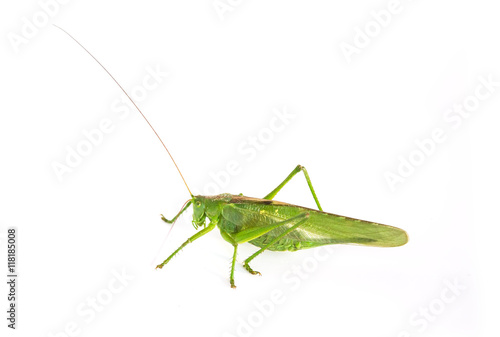 grasshopper green on a white background