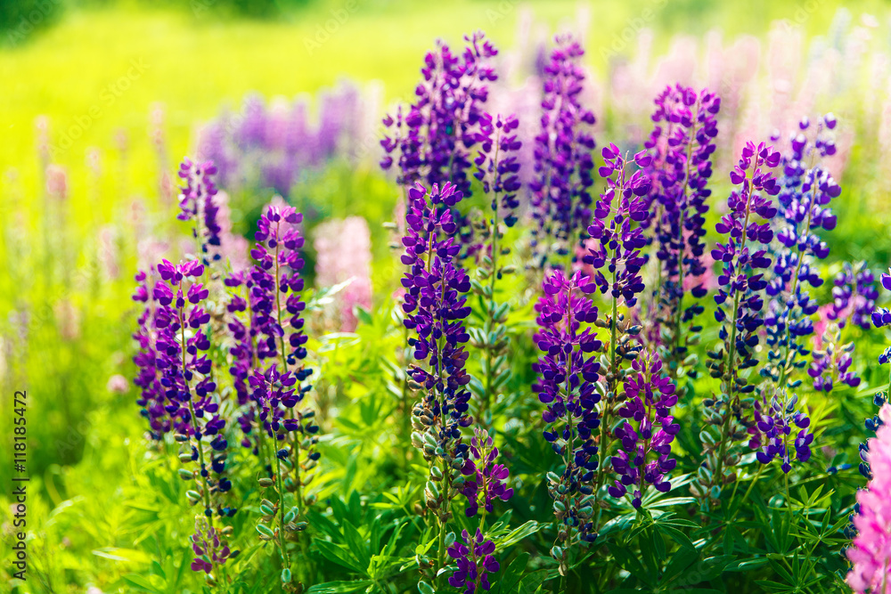 Obraz premium Colorful flowers in field at sunset.